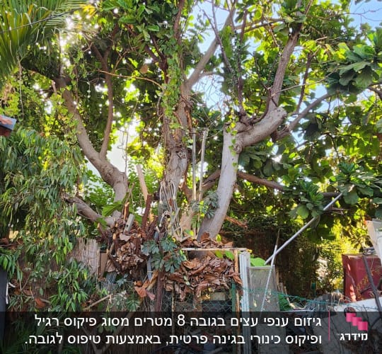 עץ גדול עם עלים ירוקים וכלים לגיזום מסביב